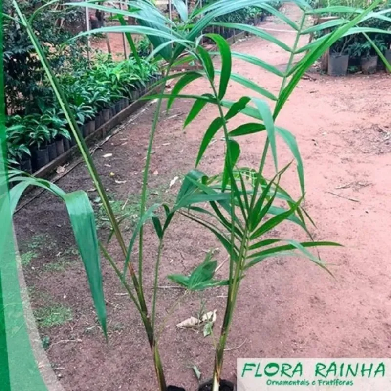 Imagem ilustrativa de Palmeiras exóticas para jardins modernos em Cotia